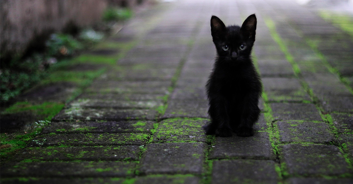 15 Facts You Never Knew About Black Cats