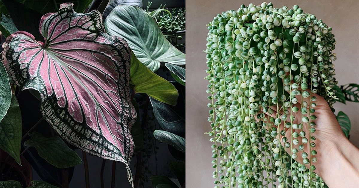 These Plant Instragrams will Inspire You to Bring the Jungle to Your Apartment