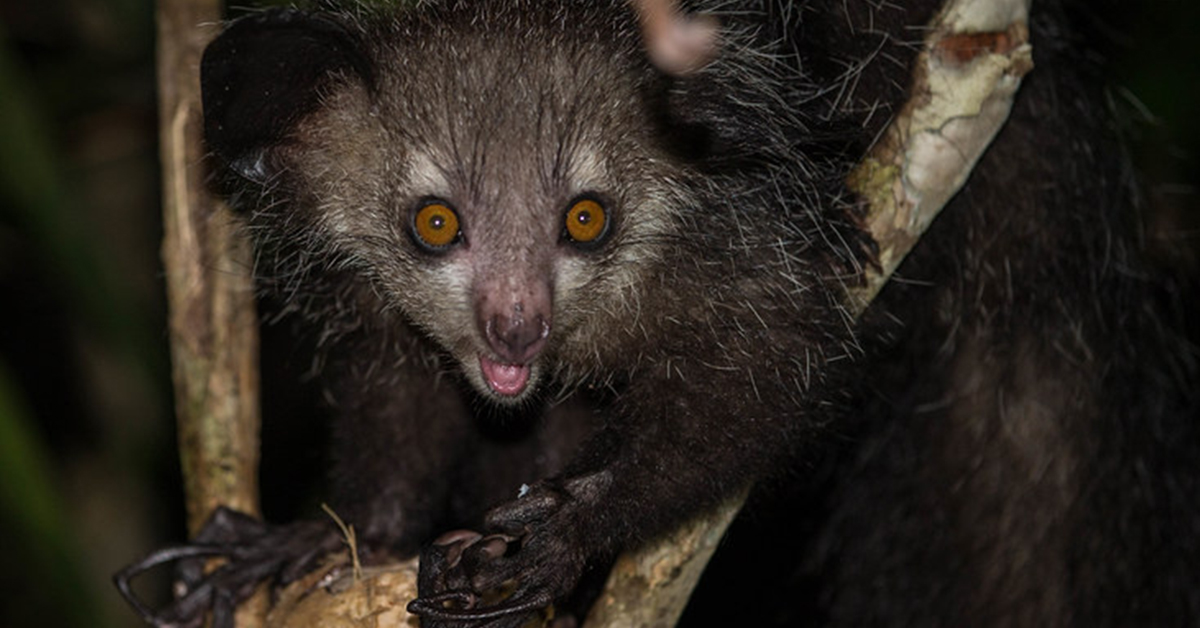 15 Creepy Animals You Didn’t Need to Know Existed