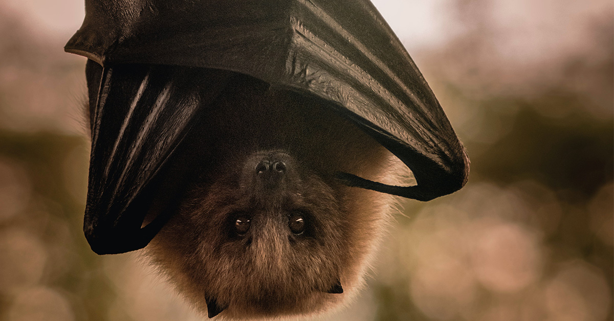 25 Strange and Unusual Facts About Bats