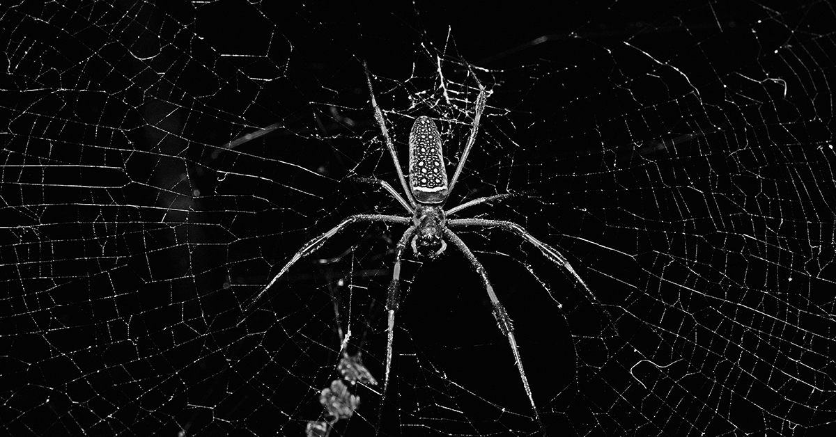 25 Creepy Cool Facts About Spiders