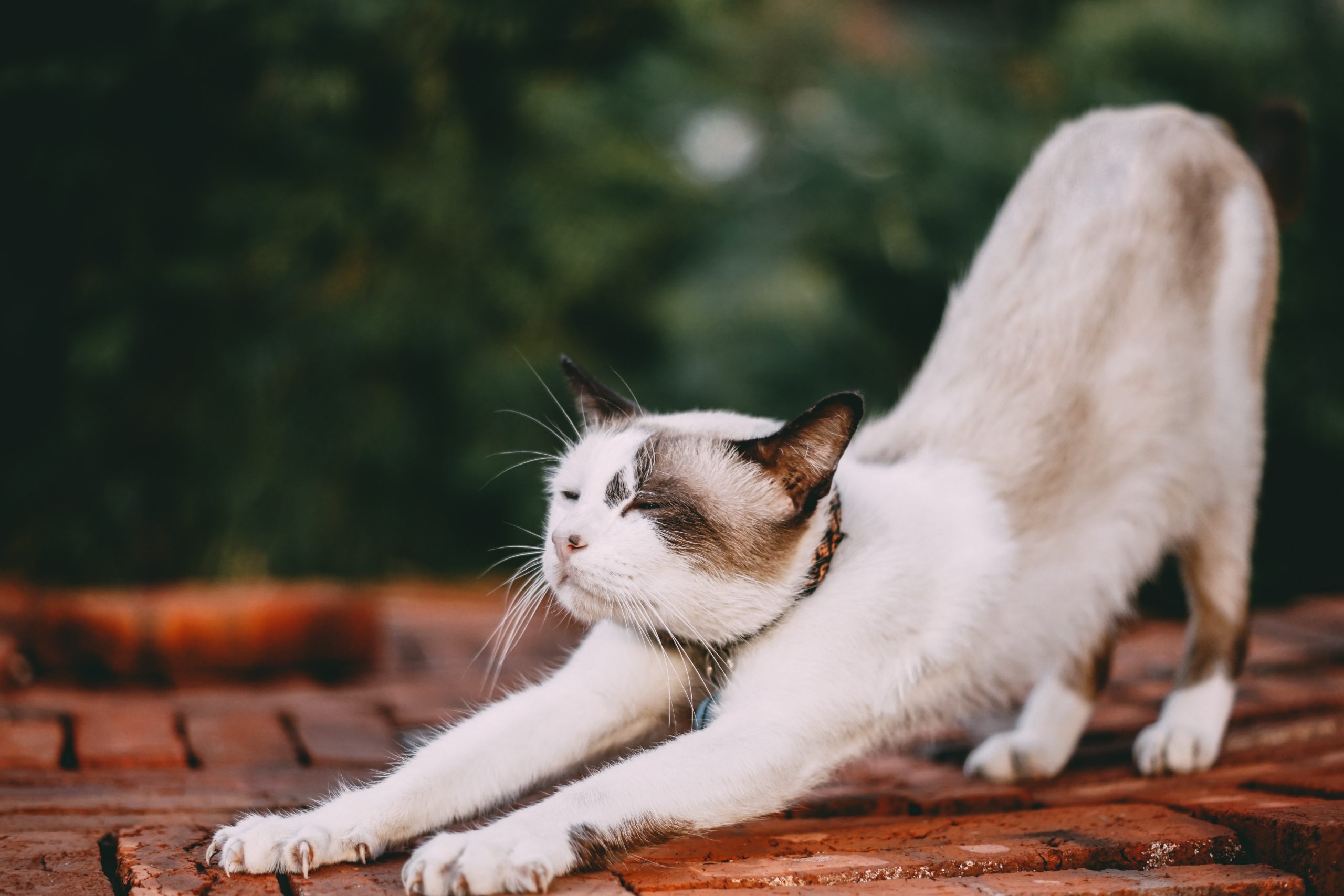 Understanding Your Cat’s Body Language
